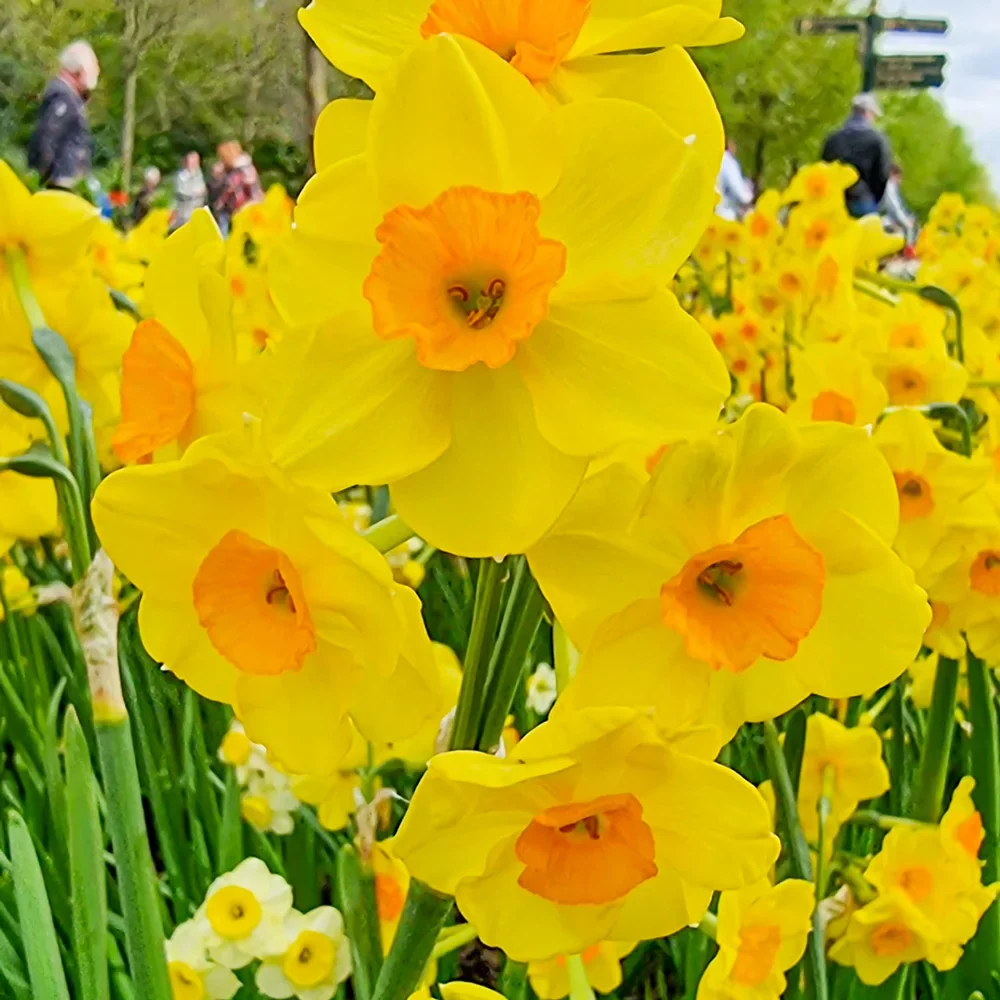 Tazetta Daffodil Golden Dawn