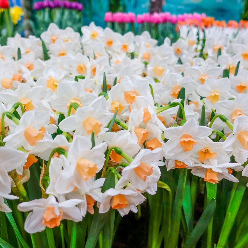 Tazetta Daffodil Kapiti Peach - Image 2