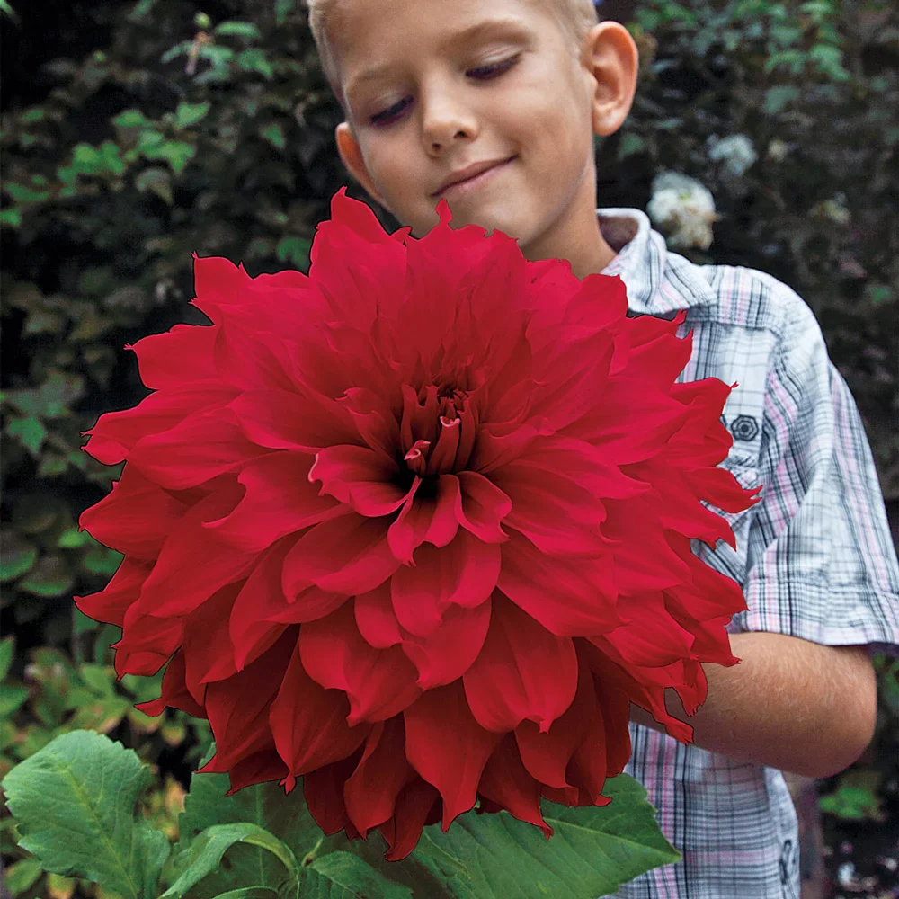 Giant Dinnerplate Dahlia The Big Wow - Image 4
