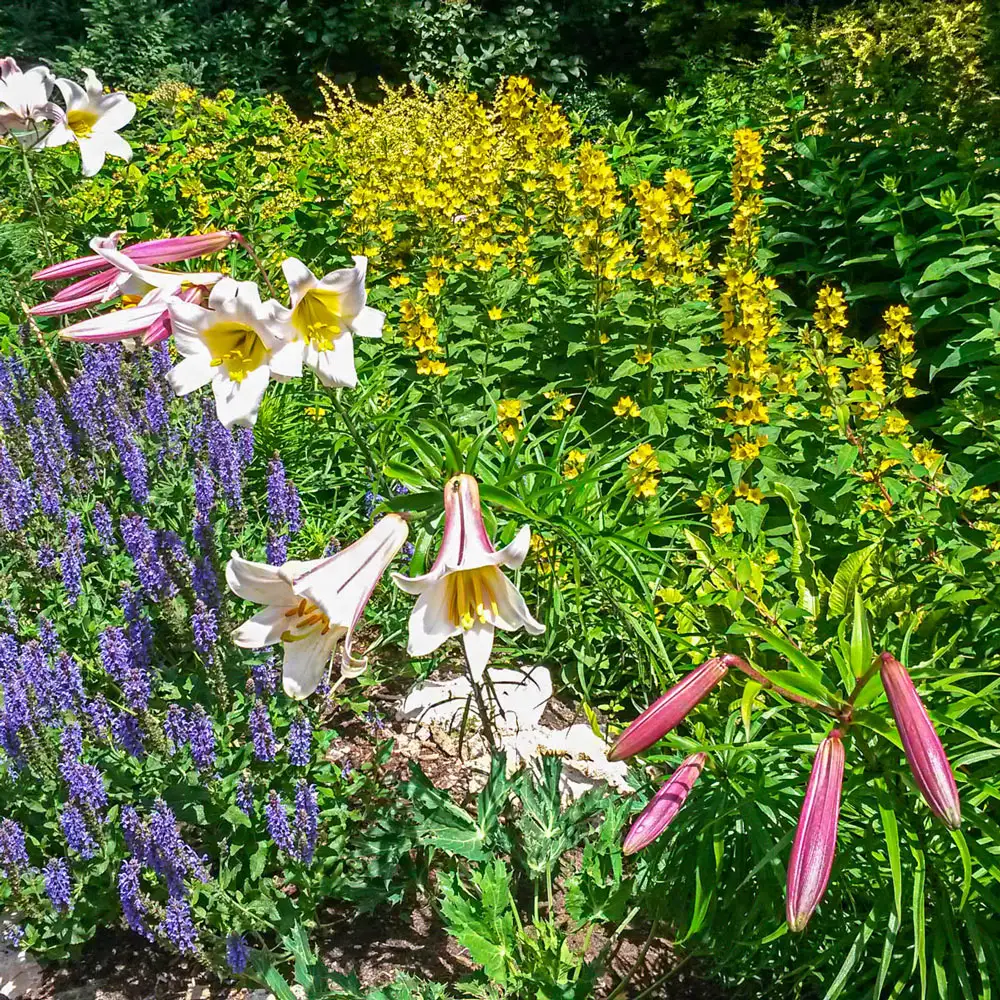 The Regal Lily - Image 2