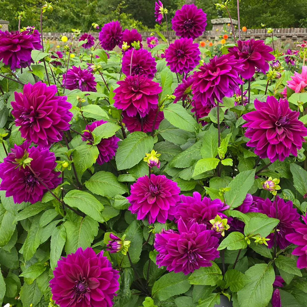 Colorful Decorative Dahlia Thomas Edison - Image 2