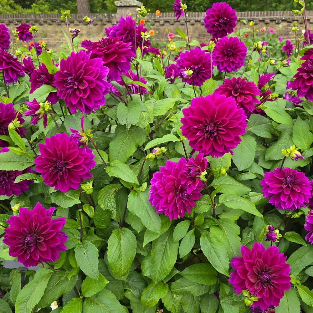 Colorful Decorative Dahlia Thomas Edison - Image 3