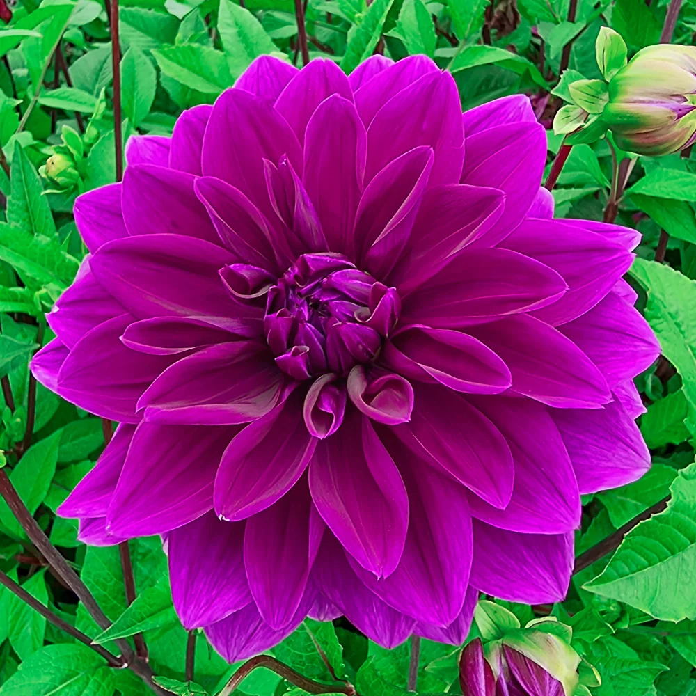 Colorful Decorative Dahlia Thomas Edison - Image 7