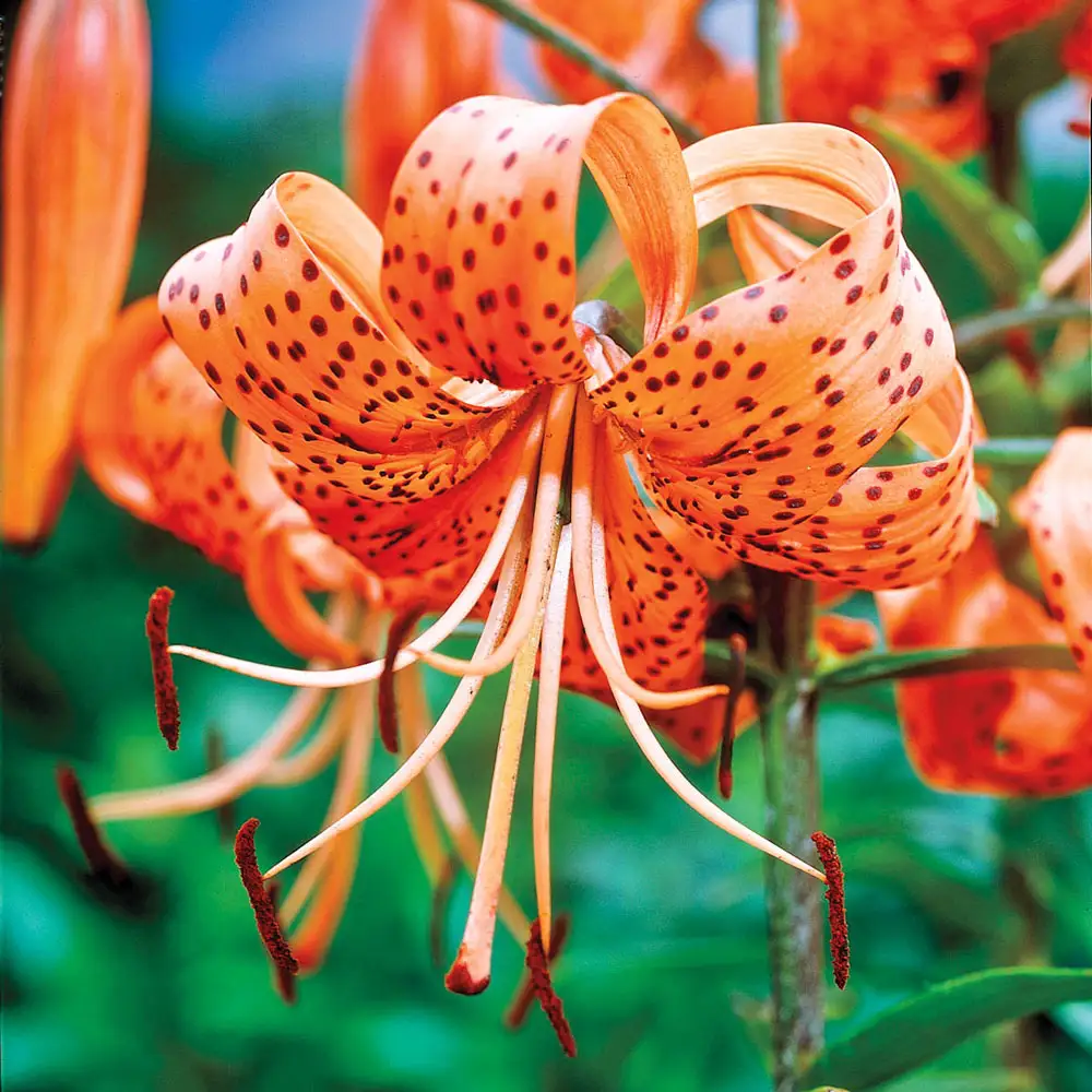 Tiger Lily Tigrinum Splendens - Image 2