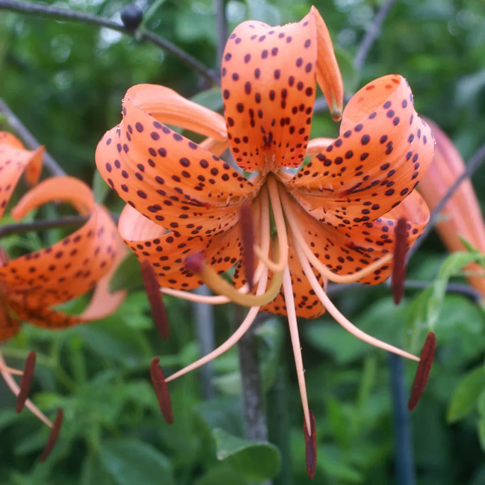 Tiger Lily Tigrinum Splendens - Image 3