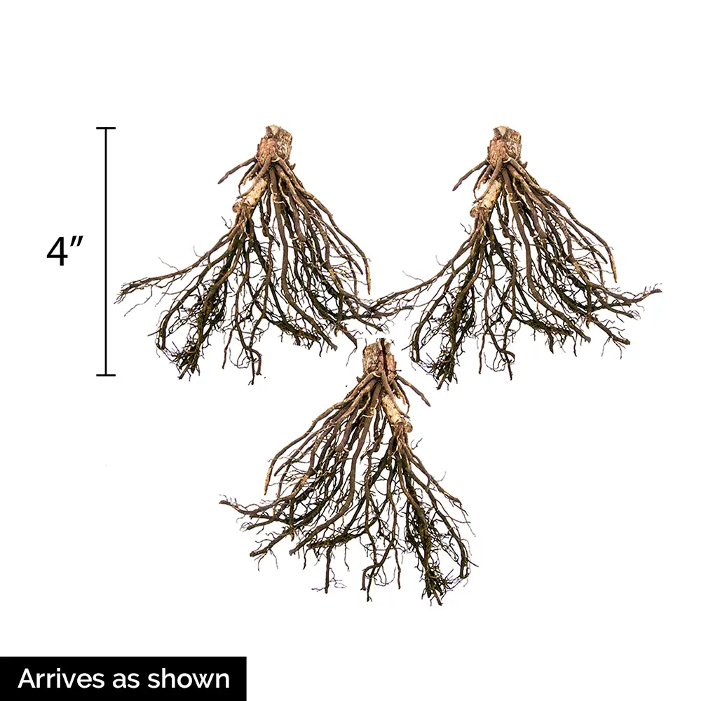 Hosta tokudama Flavocircinalis - Image 3