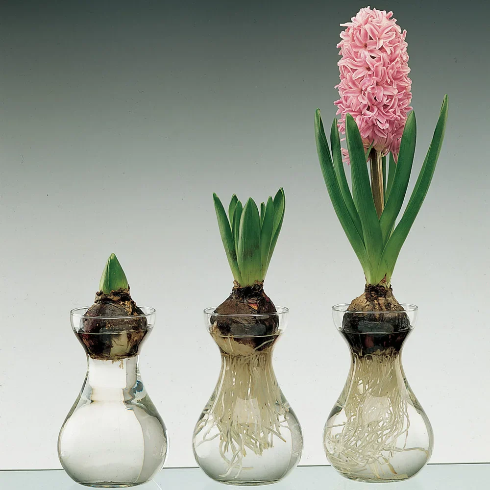 Traditional Dutch Hyacinth Glasses