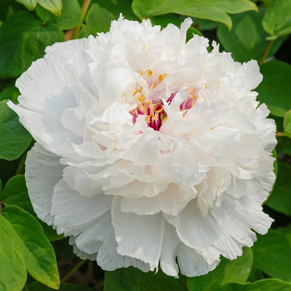 Tree Peony Fragrant Jade (Xiang Yu)