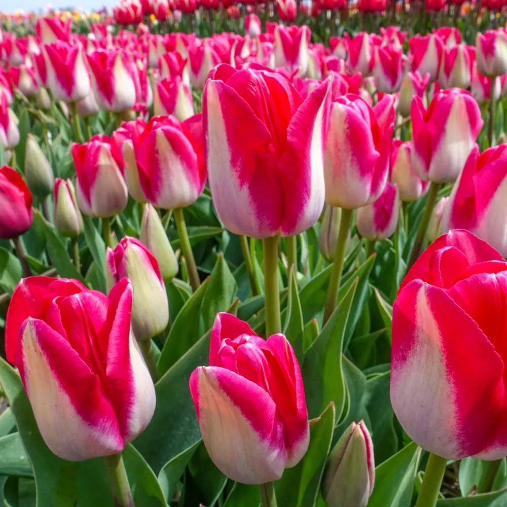Triumph Tulip Alectric - Image 3