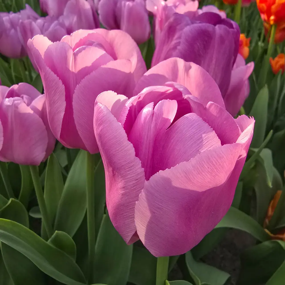 Triumph Tulip Alibi