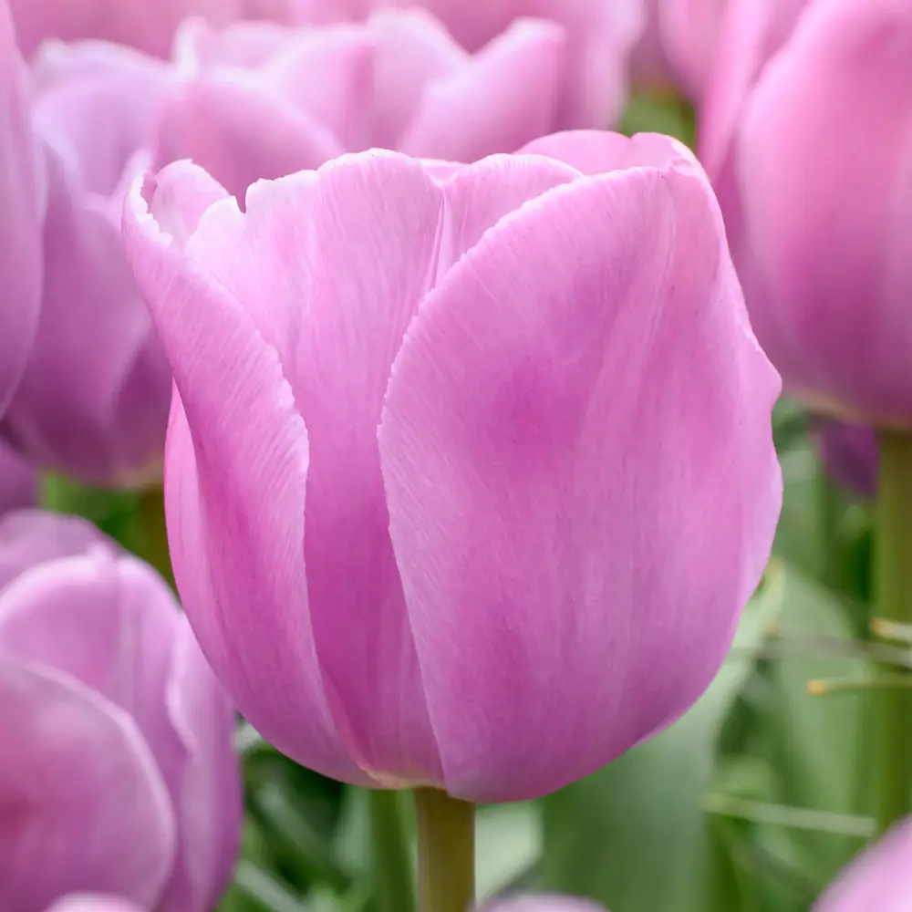 Triumph Tulip Alibi - Image 3