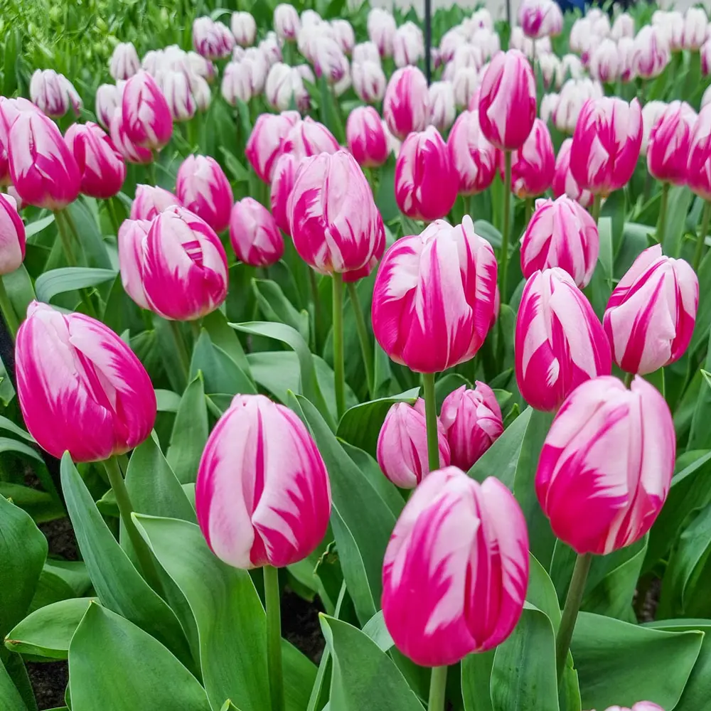 Triumph Tulip Bojangles - Image 2