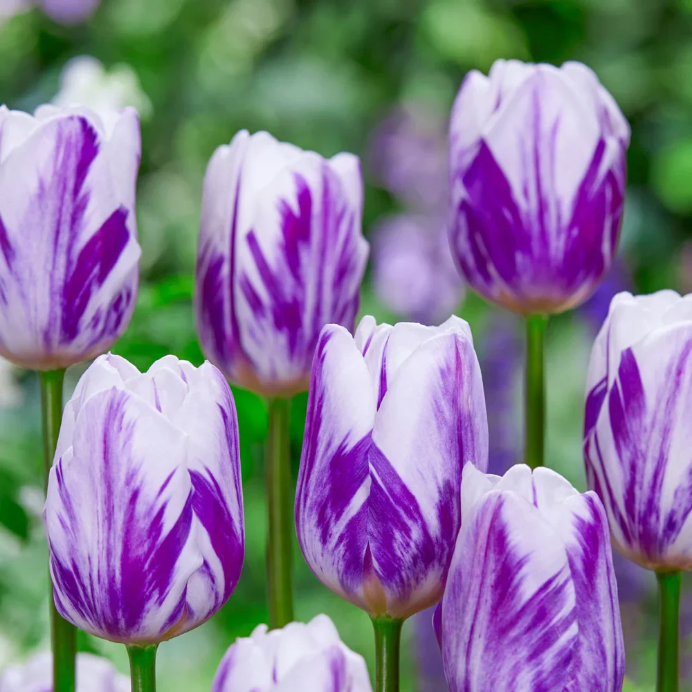 Triumph Tulip Flaming Flag - Image 2