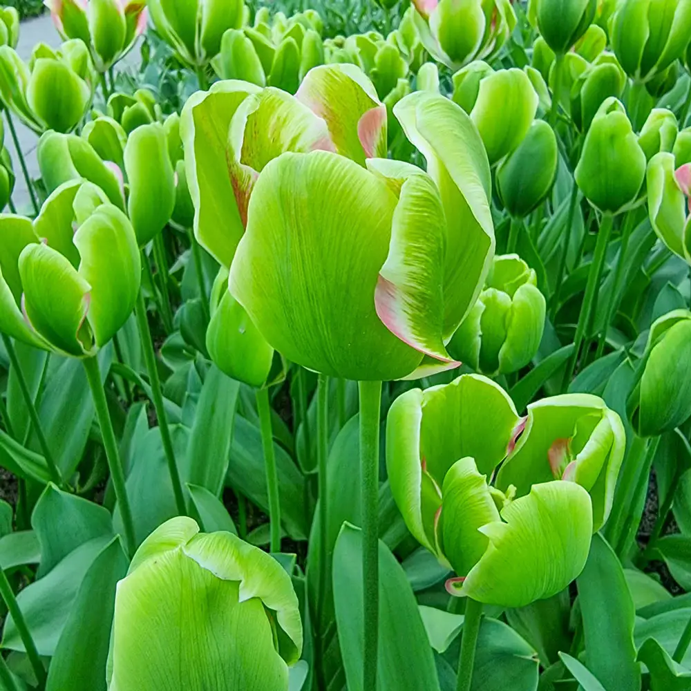 Triumph Tulip Green Power