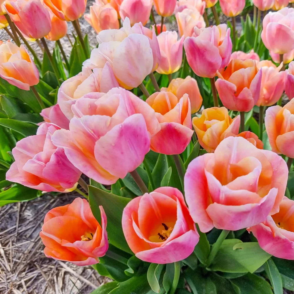 Triumph Tulip Jeu d'Amour