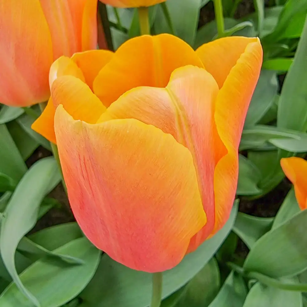 Triumph Tulip Jimmy - Image 3