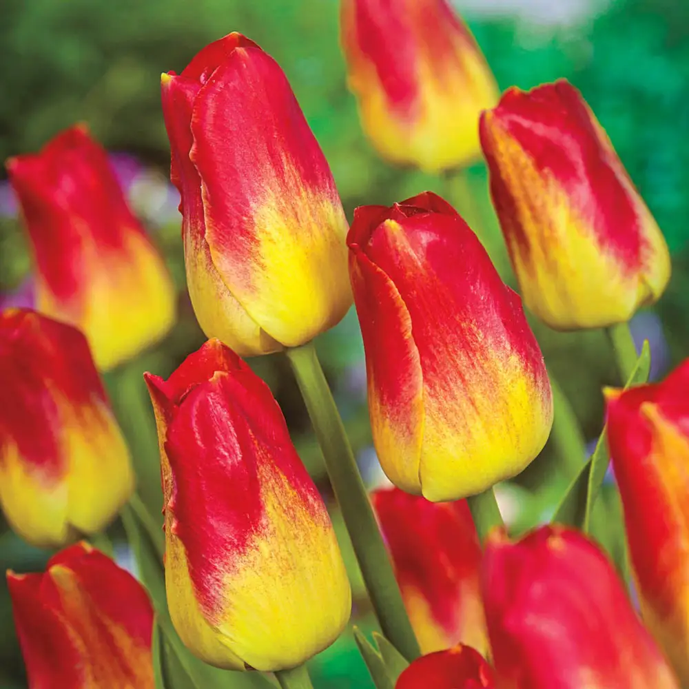 Triumph Tulip Match - Image 3