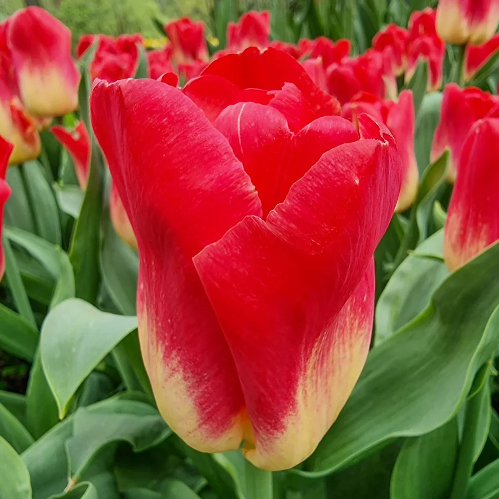 Triumph Tulip Match - Image 4