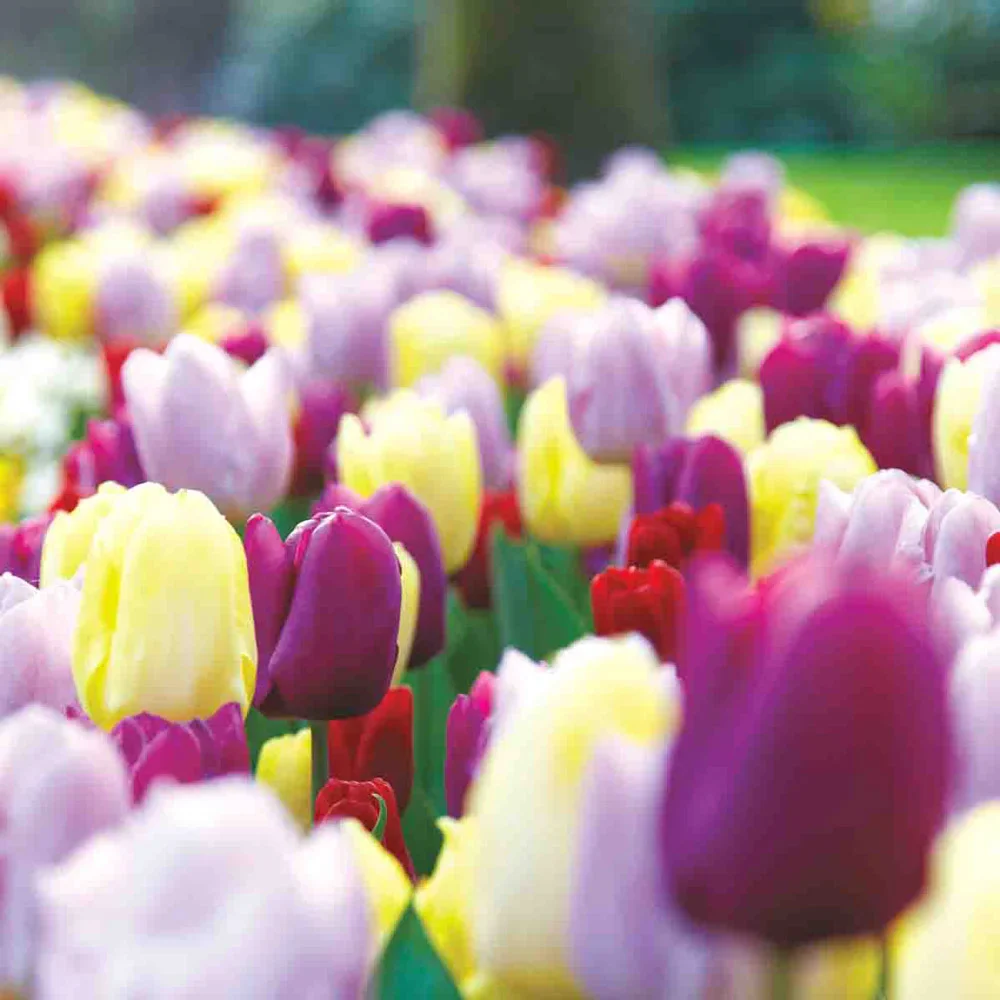 Triumph Tulip Mix - Image 3
