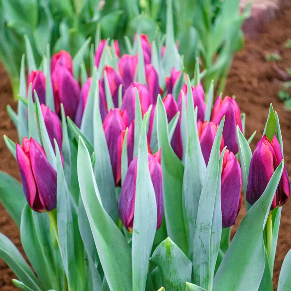 Triumph Tulip Muvota