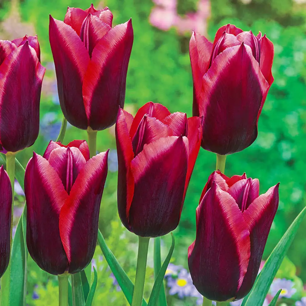 Triumph Tulip Muvota - Image 2