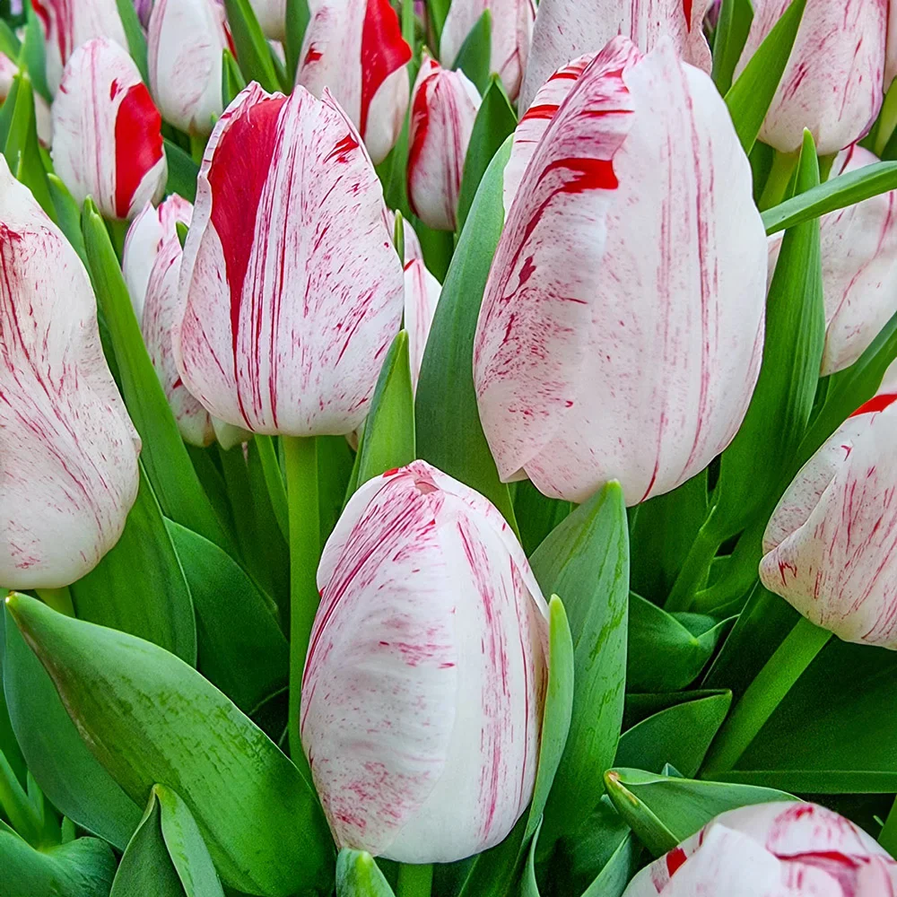 Triumph Tulip One Direction - Image 4