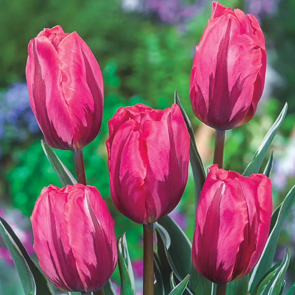 Triumph Tulip Pretty Princess - Image 2
