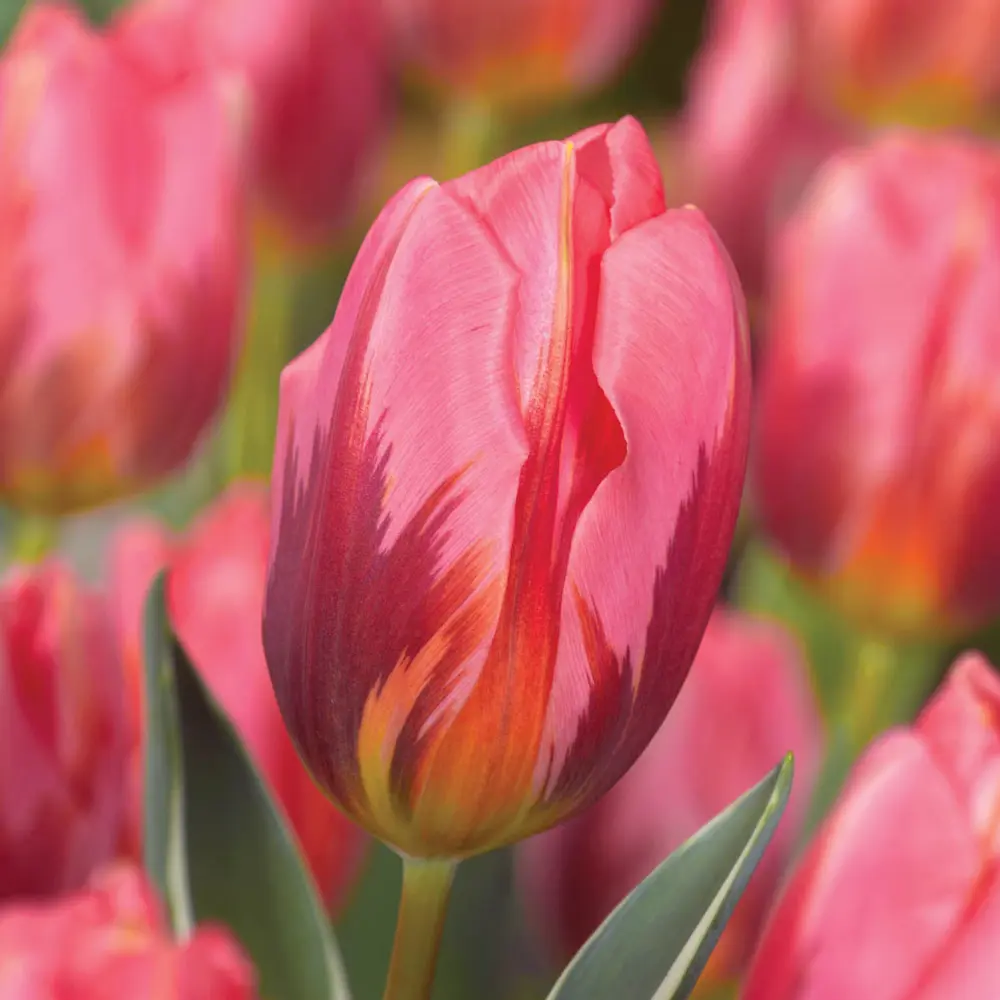 Triumph Tulip Pretty Princess - Image 3