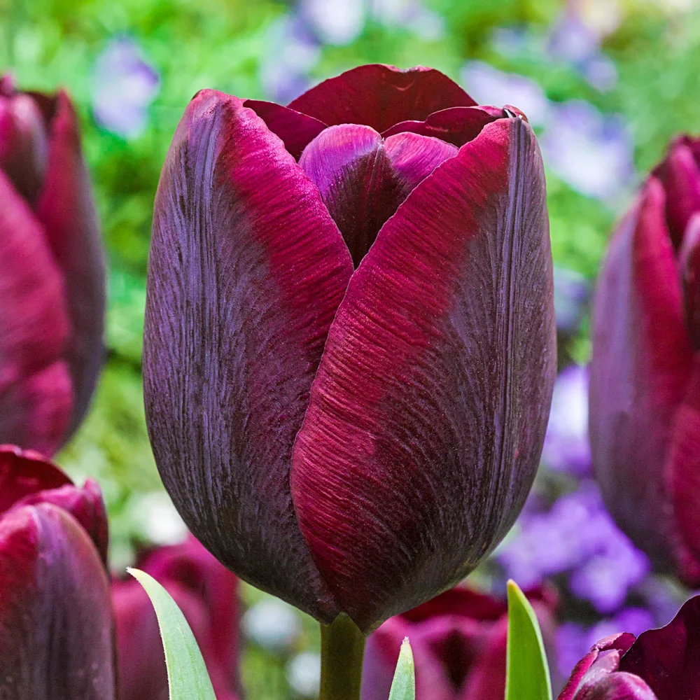 Triumph Tulip Ronaldo