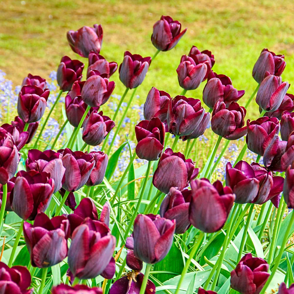 Triumph Tulip Ronaldo - Image 2