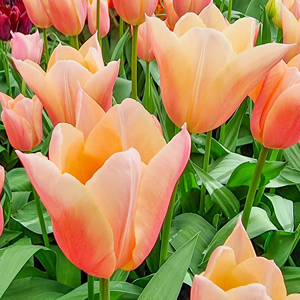 Triumph Tulip Sanne