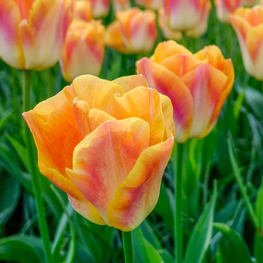 Triumph Tulip Sunrise Dynasty - Image 2