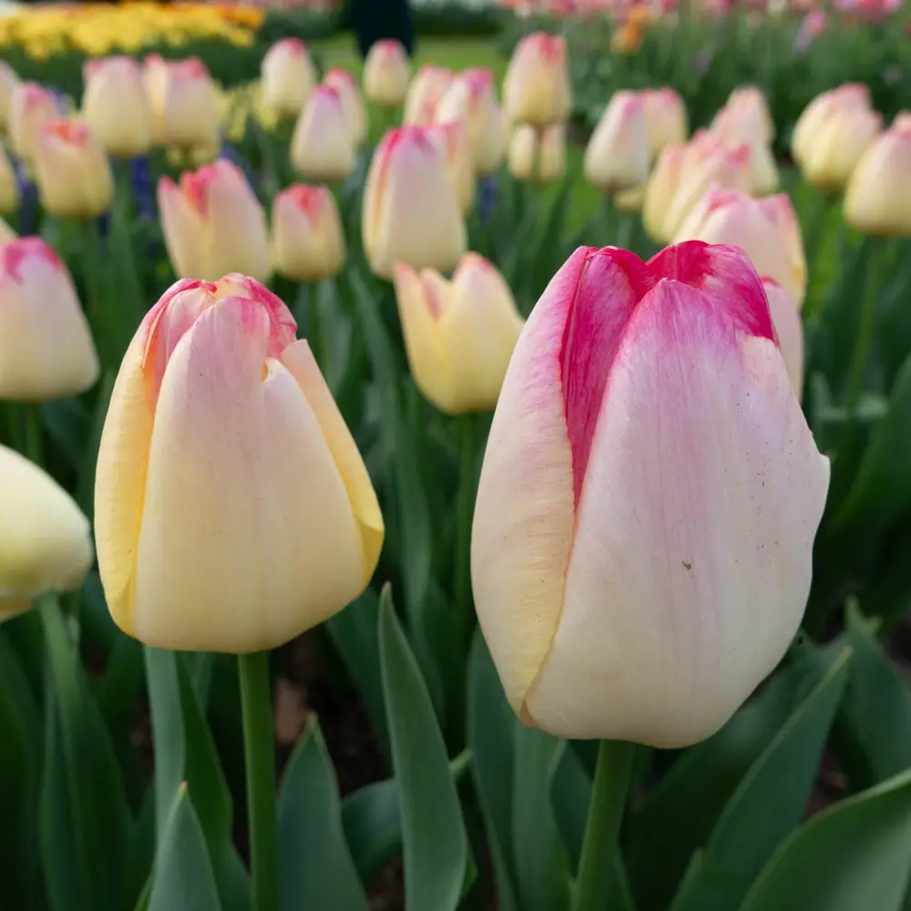 Triumph Tulip Supri Erotic - Image 2