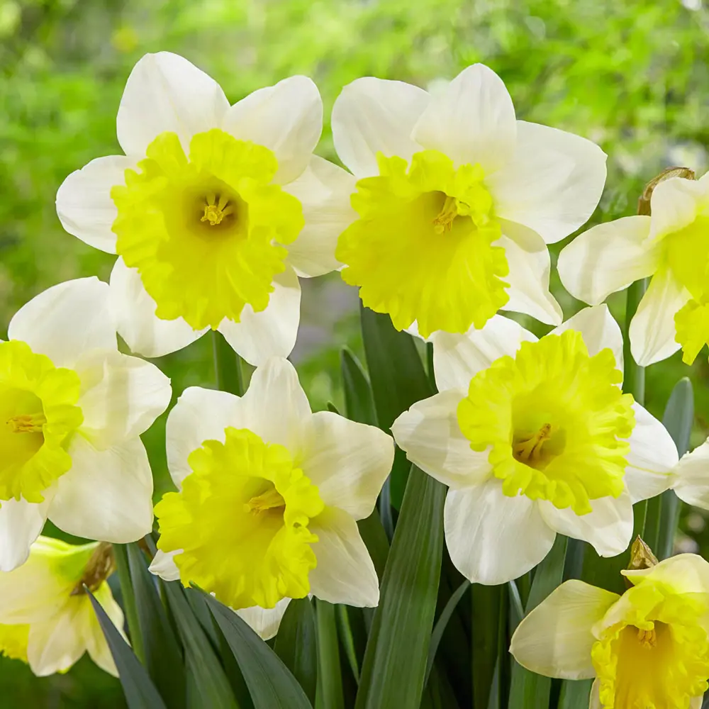 Trumpet Daffodil Attraction - Image 2
