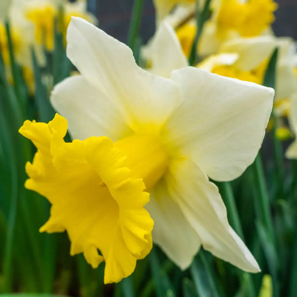 Trumpet Daffodil Cornish King