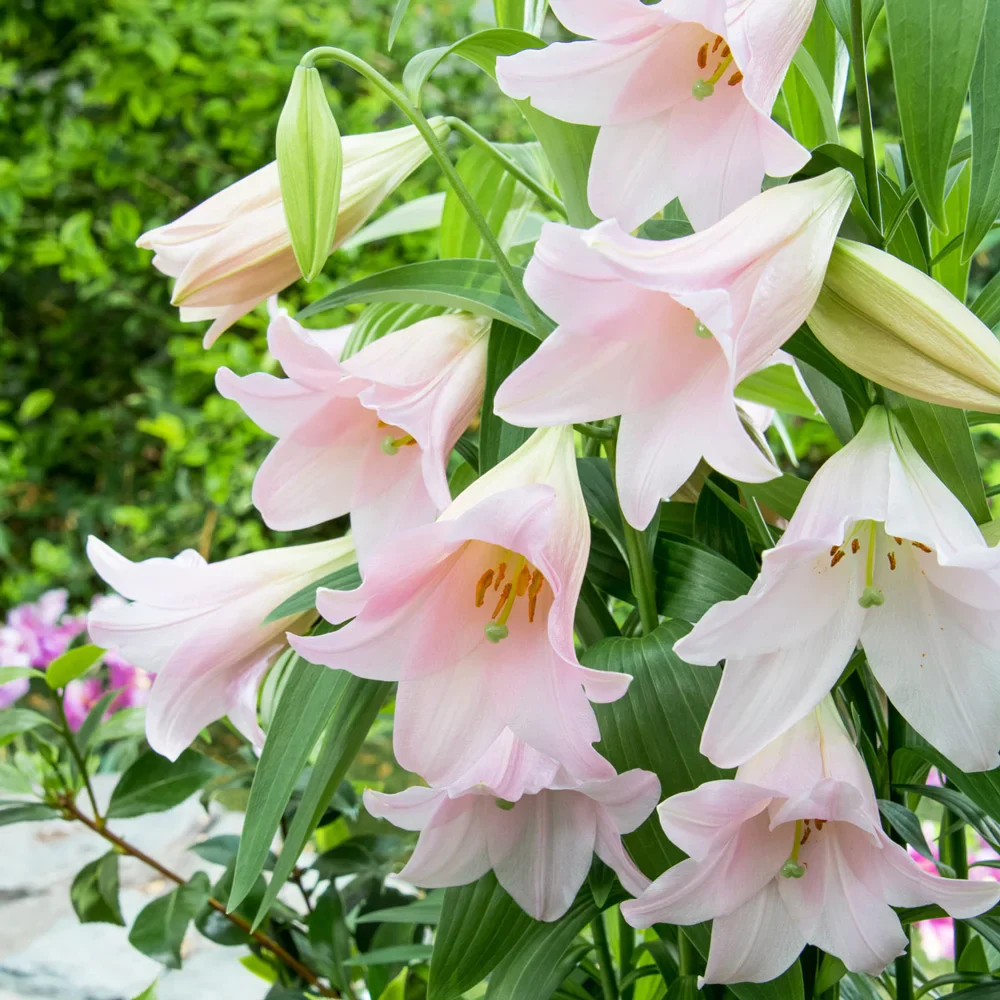 Trumpet Lily Magnifique