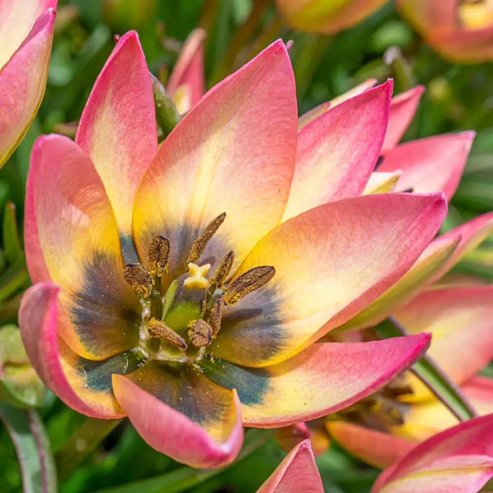 Tulip Danique - Image 2