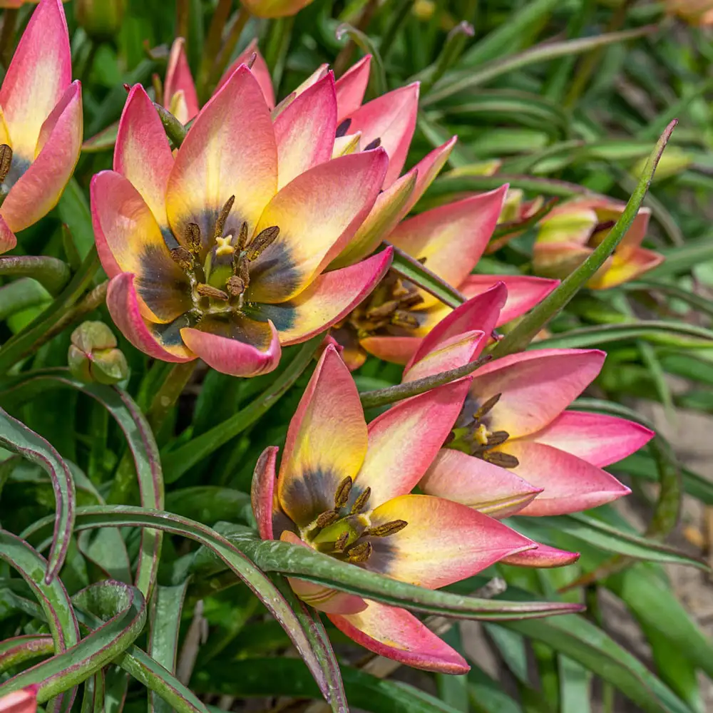 Tulip Danique - Image 3