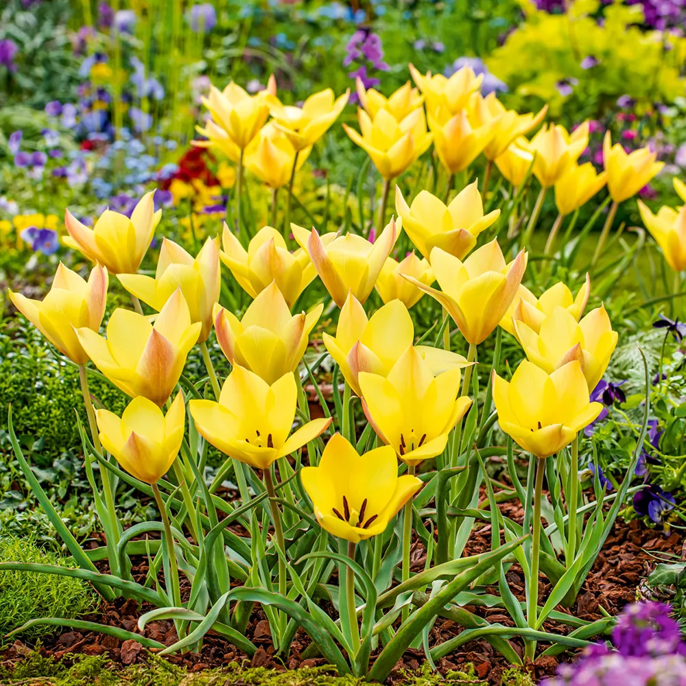 Tulip Honky Tonk