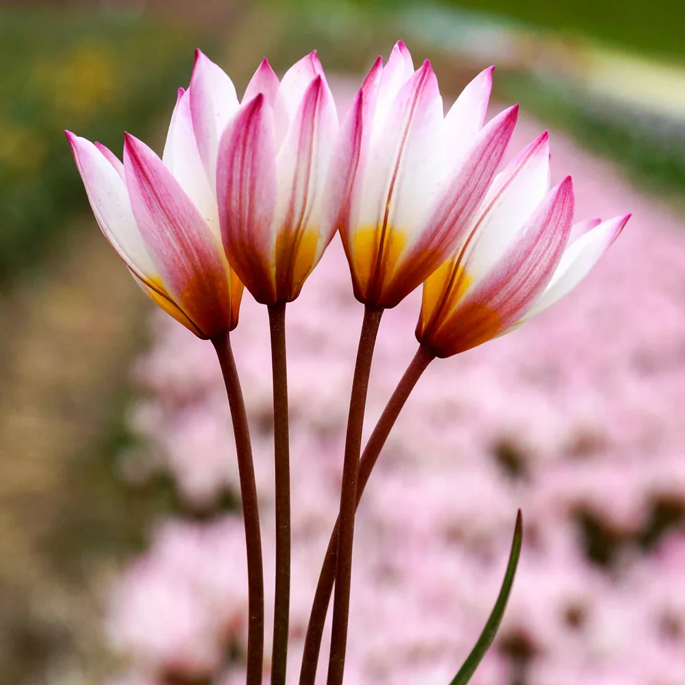 Tulip cretica Hilde