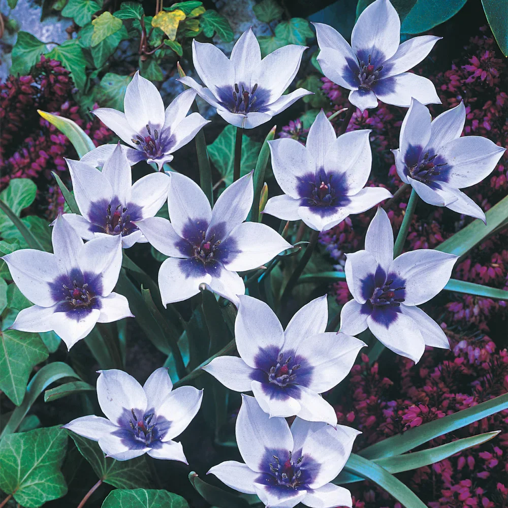 Tulip humilis 'Alba Coerulea Oculata'
