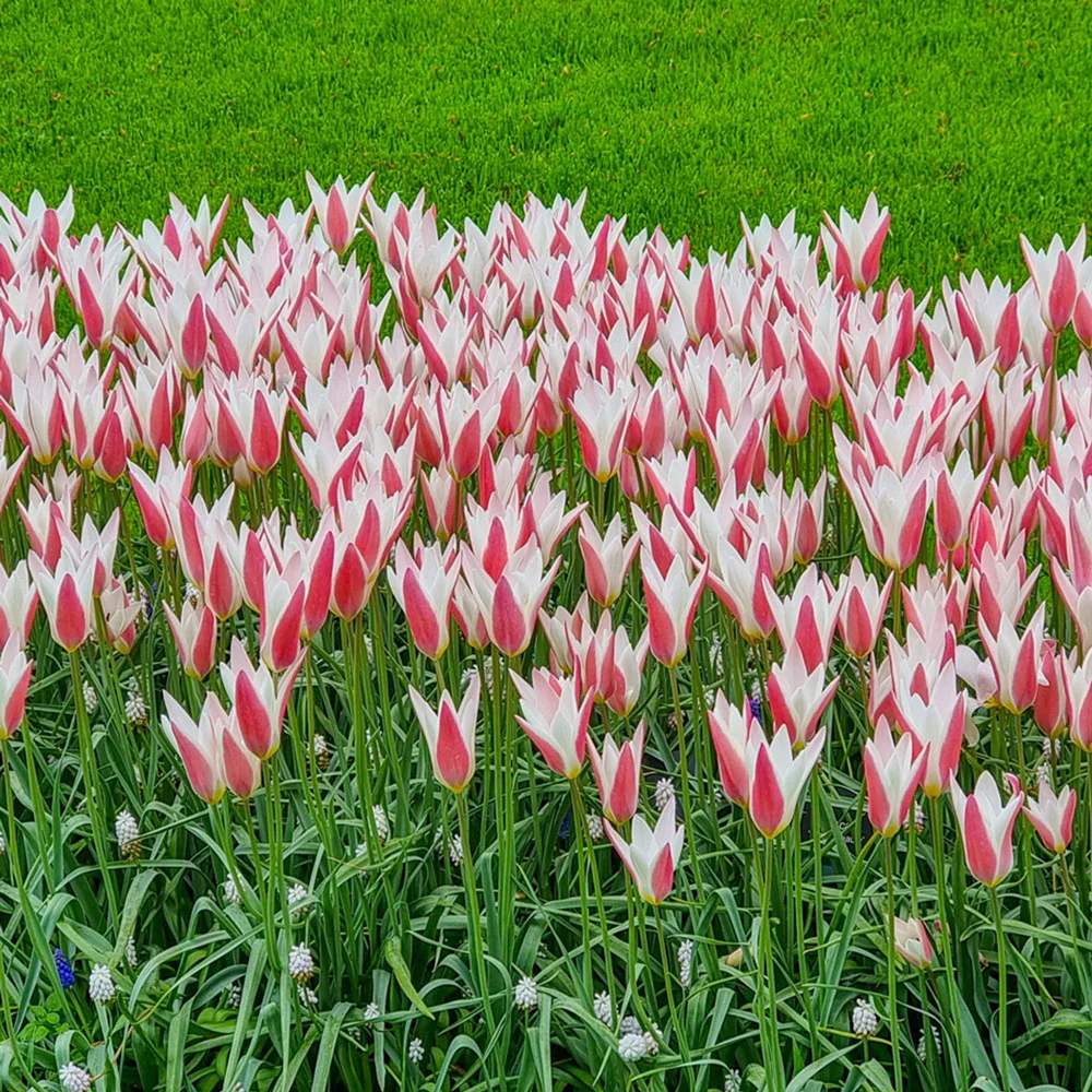 Peppermint Stick Tulip - Image 2
