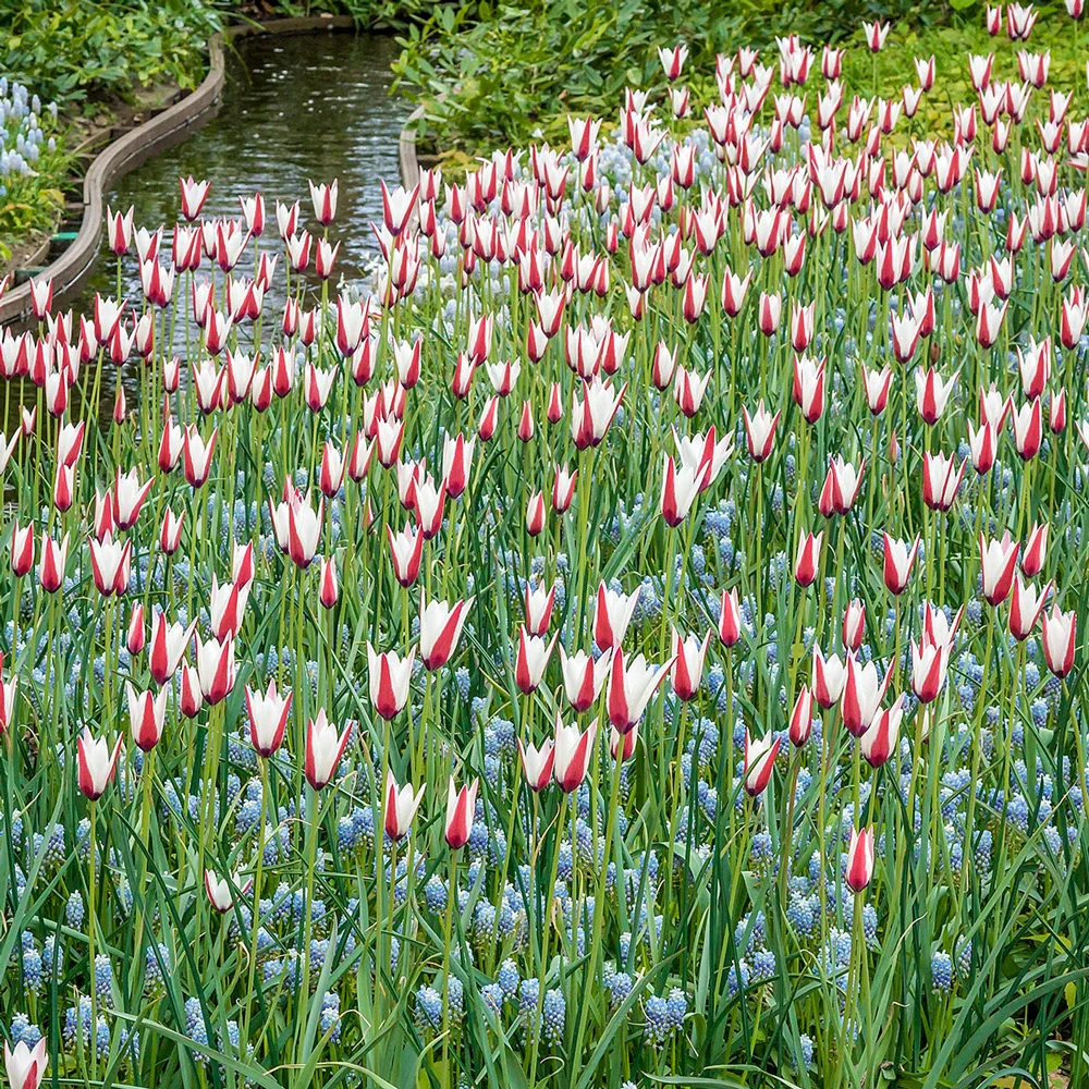 Peppermint Stick Tulip - Image 3