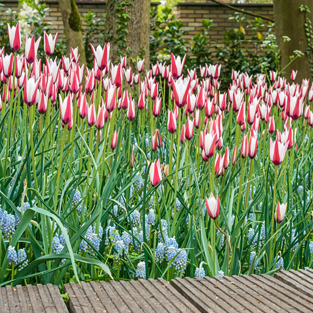 Peppermint Stick Tulip - Image 4
