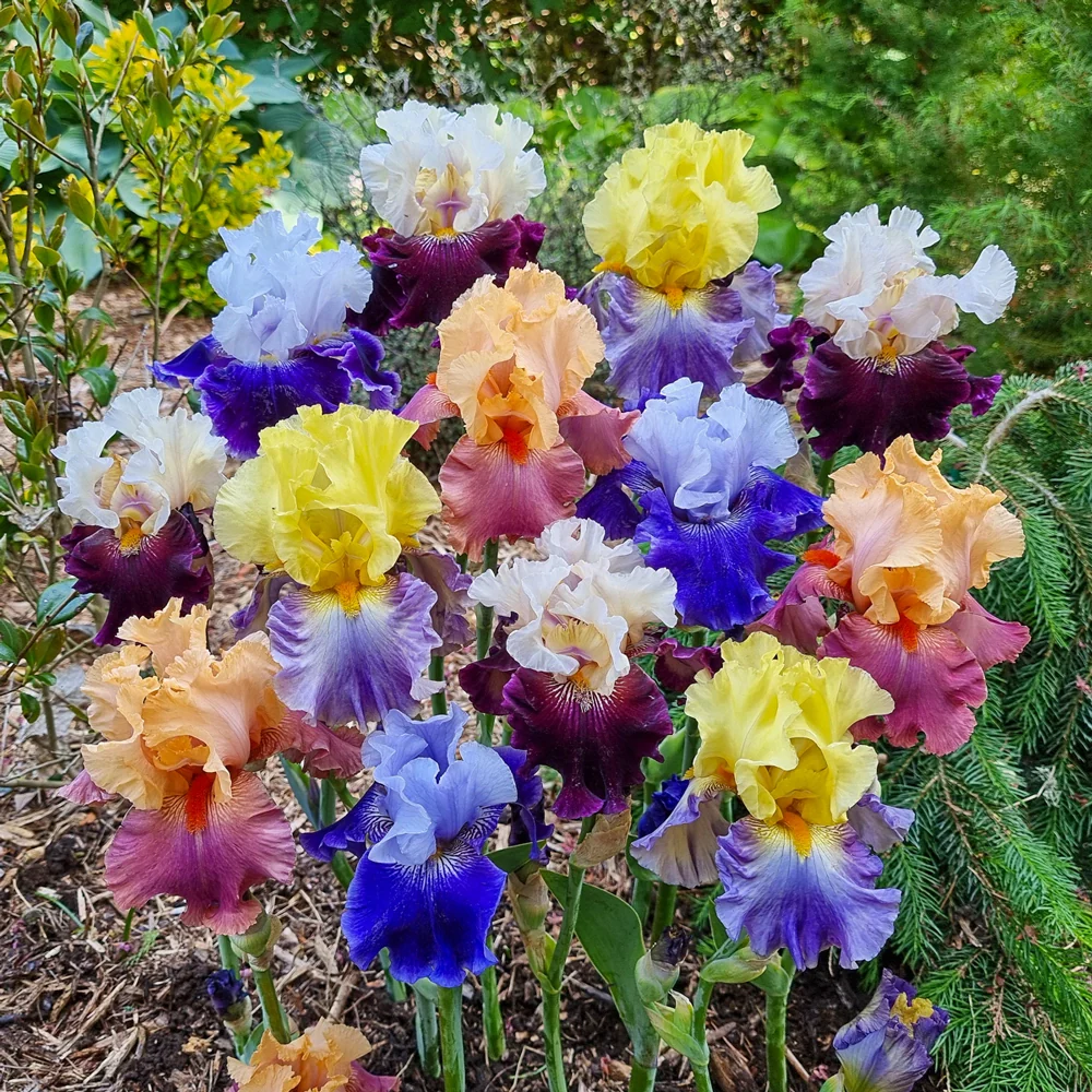 Two-Tone German Iris Mix