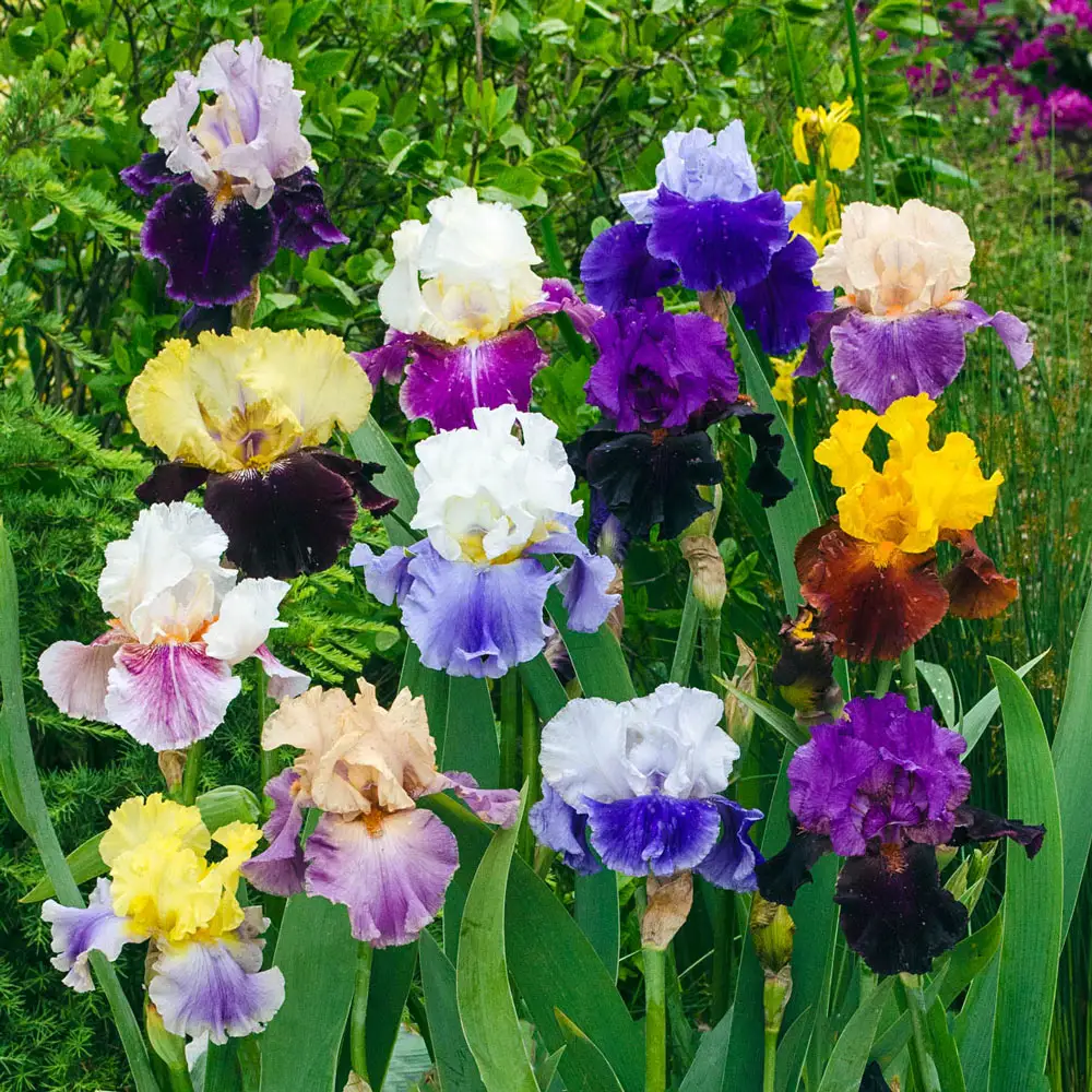 Two-Tone German Iris Mix - Image 2