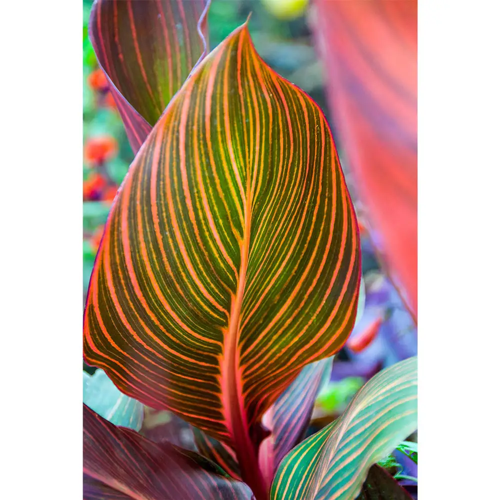 Variegated Giant Canna Phasion - Image 2