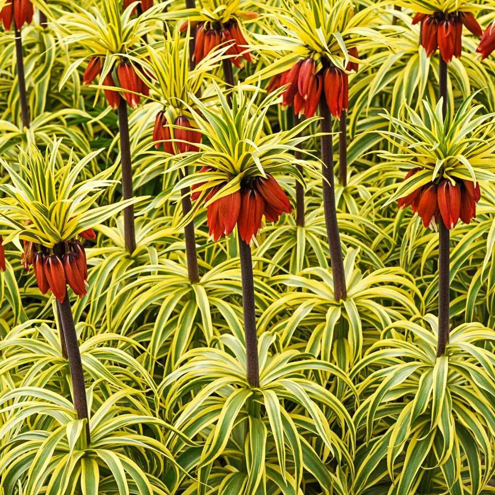 Variegated Crown Imperial - Image 2