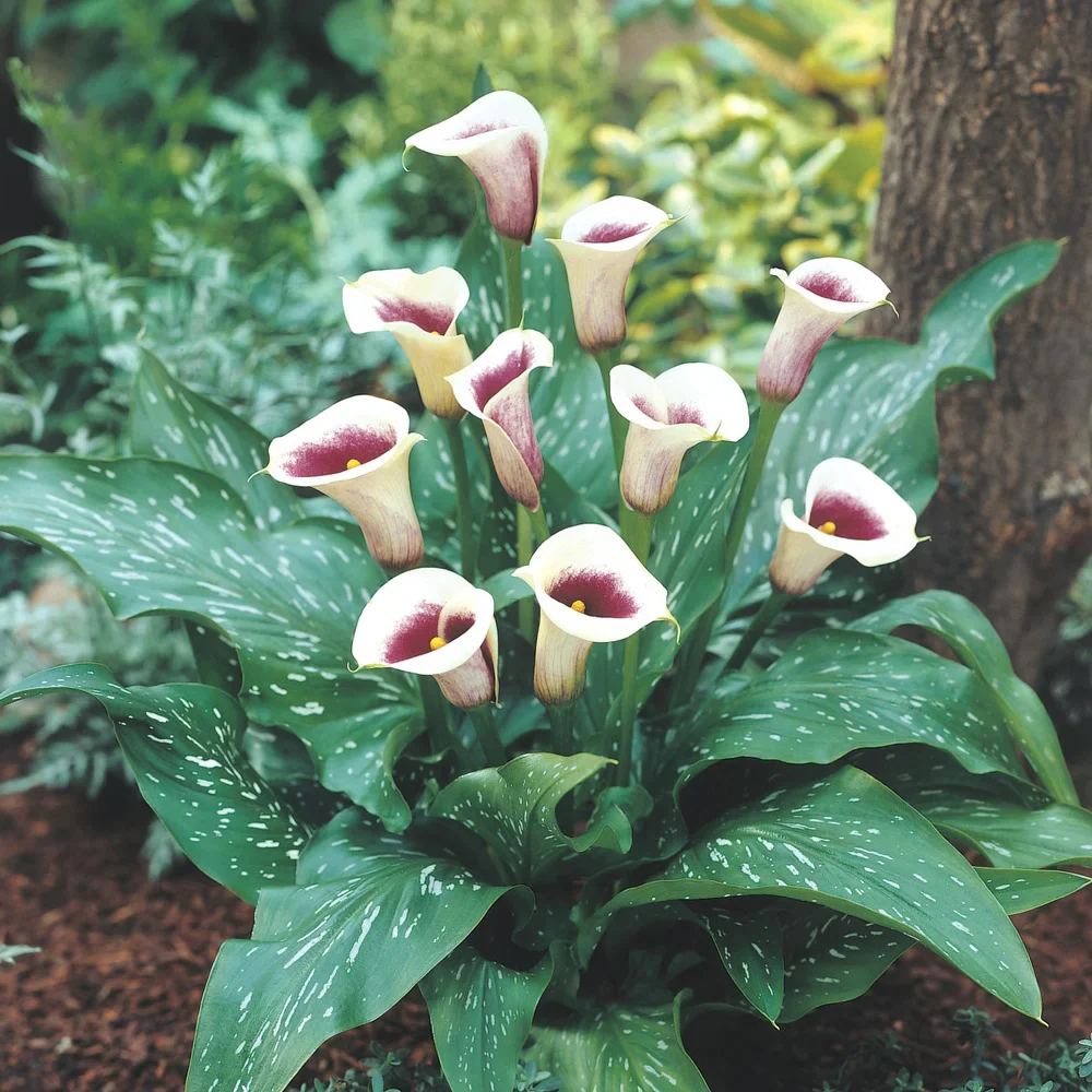 Hybrid Calla Lilies Vermeer - Image 2