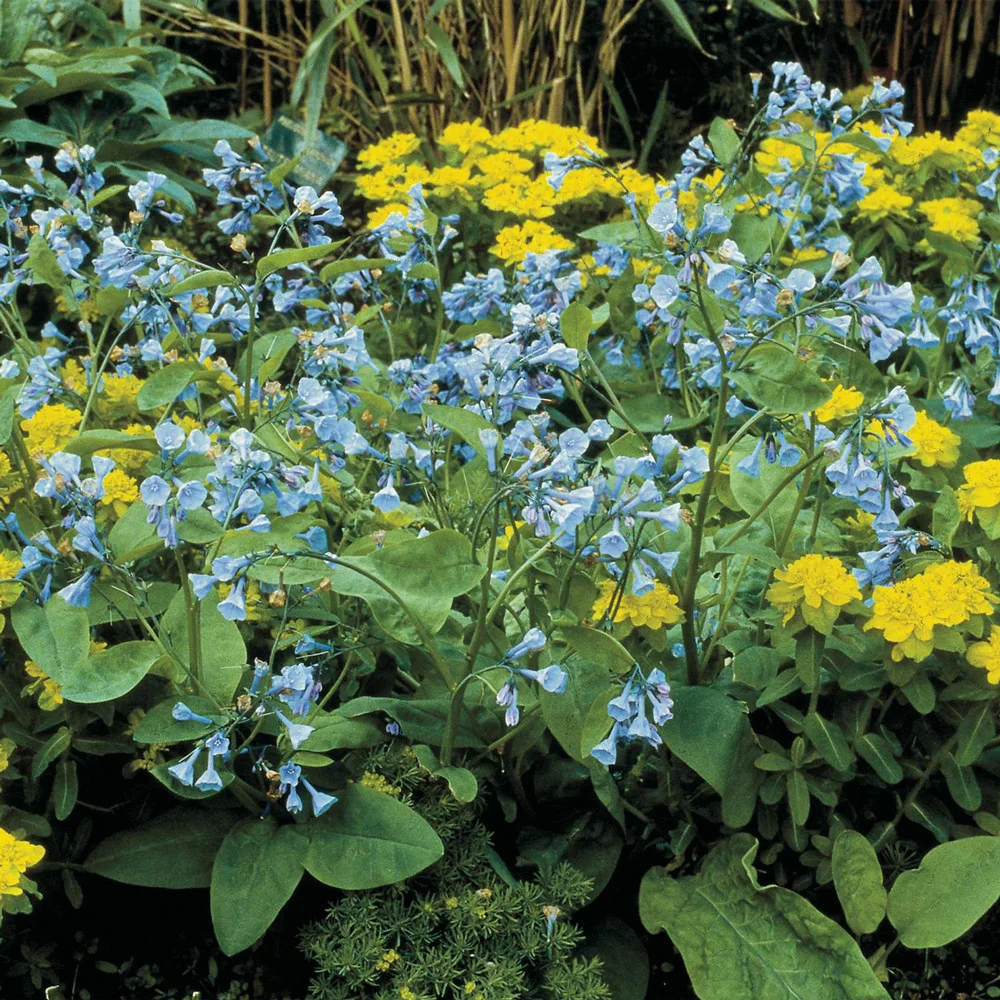 Virginia Bluebells - Image 2